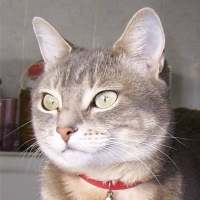 Photo de profil de Myrtille