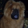 Photo de Maïko, Chow Chow