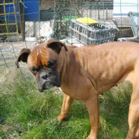 Photo de profil de Véga
