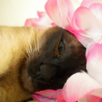 Photo de profil de Taïs