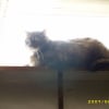 Photo de Sheena