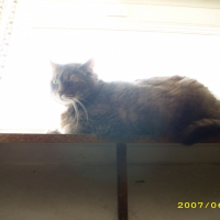 Photo de profil de Sheena