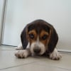 Photo de Dooggy