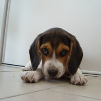 Photo de profil de Dooggy