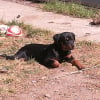 Photo de Neela