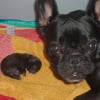 Photo de Vulcane du chant des bruants, Bouledogue Français
