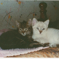 Photo de profil de Fifi et figaro