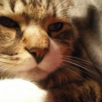 Photo de profil de Mingris