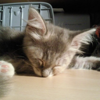 Photo de profil de Eyla