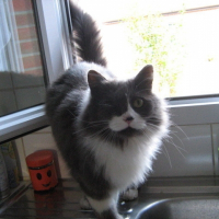Photo de profil de Babouche