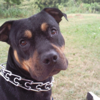 Photo de profil de Corso