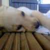 Photo de Elios
