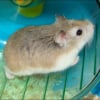 Photo de Minipouce