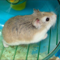 Photo de profil de Minipouce
