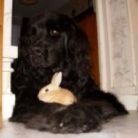 Photo de profil de Ludwig dit loulou et son lapin