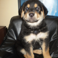 Photo de profil de Tyson