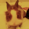 Photo de Panpan