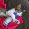 Photo de Sonic