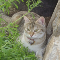 Photo de profil de Ceejay