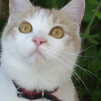 Photo de profil de Aïko
