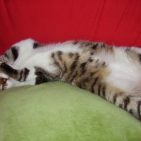 Photo de profil de Radja