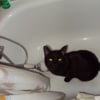 Photo de Chipie
