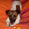 Photo de Capone, Jack Russell Terrier