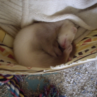 Photo de profil de Pimousse