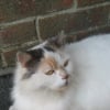 Photo de Vanille
