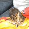 Photo de Fifi