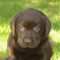 Photo de profil de Chocolat