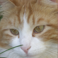 Photo de profil de Pompon