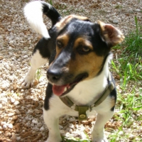 Photo de profil de Capone