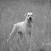 Photo de Chanel, Cane Corso