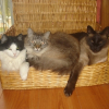 Photo de Mousse gribouille pytchou