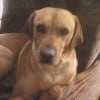 Photo de Arco, Rhodesian-Ridgeback