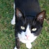 Photo de Minette