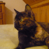 Photo de Pipa