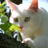 Photo de Yuki