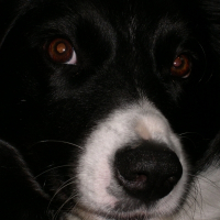 Photo de profil de Shep