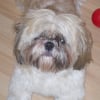 Photo de Snoopy
