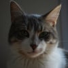Photo de Sephi, Angora Turc