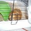 Photo de Piou piou