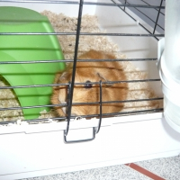 Photo de profil de Piou piou