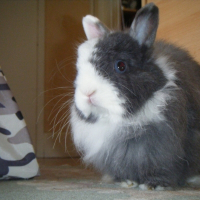 Photo de profil de Guimauve