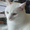 Photo de Galak