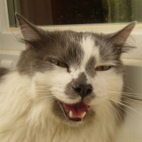 Photo de profil de Booba