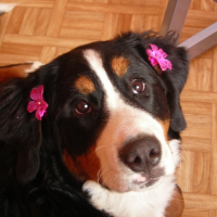 Photo de profil de Sheerazade