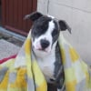 Photo de Bully
