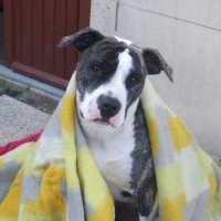 Photo de profil de Bully